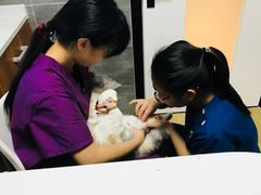 -美联众合宠物医院·爱萌分院·内外科·猫科中心