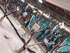 -上海大自然野生昆虫馆(东方明珠·爬宠昆虫探索中心)