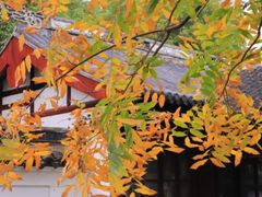 -秋霞圃