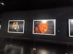 -罗红摄影艺术馆