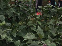 -武汉紫薇都市田园