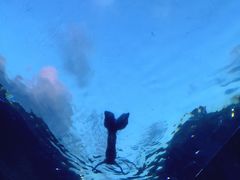 -海棠湾洲际-涛·海底餐厅·美人鱼·自助餐·海底隧道