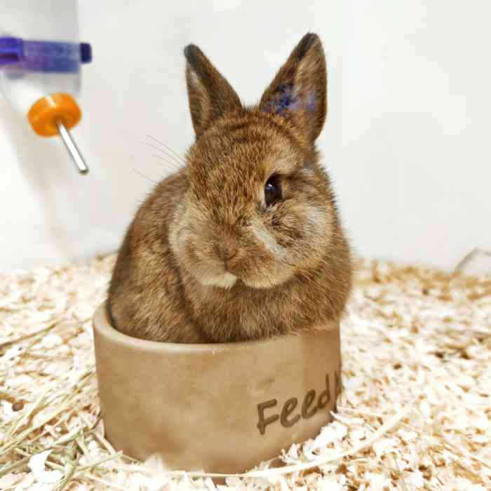 兔窝镇bunnyburrow(龙湖杭州西溪天街店)-"【项目】其他偶尔发现这家