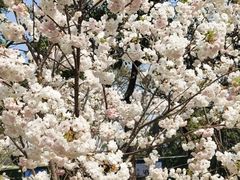 -观澜湖生态运动公社