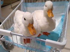 -怪兽屋·羊驼·猫咖·狗咖(俊华广场店)