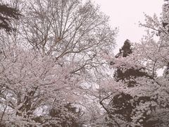 -武汉大学-樱园