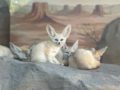 -上海野生动物园