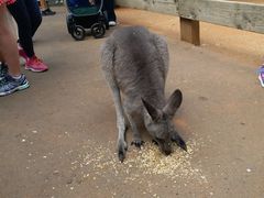 -费瑟代尔野生动物园