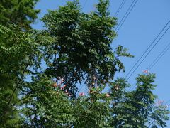 -昆山城市生态森林公园