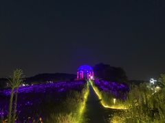 -大塘金香草谷