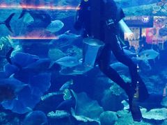 -迪拜水族馆及水下动物园