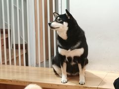 -是阿柴呀！柴犬咖啡·爱喵喵猫咖