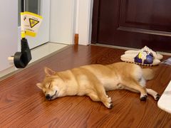 -翊宠yipet猫狗购宠庄园犬舍•猫舍