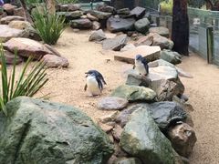 -费瑟代尔野生动物园