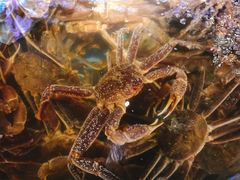 -蟹之国·精品蟹料理(极地店)