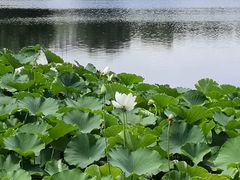 -莲花池公园