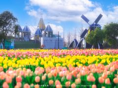 -荷兰花海