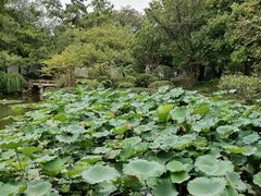 -秋霞圃
