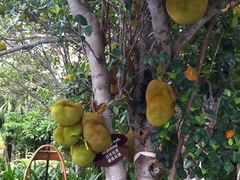 -三亚亚龙湾凯莱仙人掌度假酒店