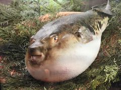 -玄品河豚(那覇國際通里之関)