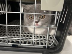 -关爱宠物医院·猫科中心·消化科(滨湖万达分院)