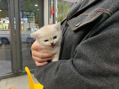 -帕帕拉兹宠物(亚洲旗舰店)