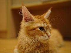 -小猫来了·猫舍(红山六九七九店)