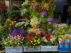 -溪岸路花鸟市场