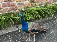 -J Create城市露营咖啡·简餐·宠物(上海动物园店)