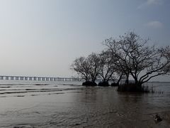 -宝安西湾红树林湿地公园