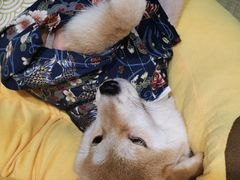 -逗柴咖啡屋·狗咖猫咖宠物桌游
