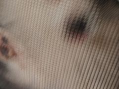 -瑞派·关忠动物医院·猫专科·犬专科(三环新城店)