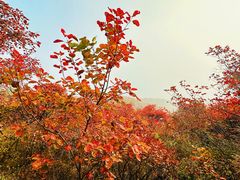 -周口店坡峰岭风景区