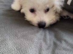 -翊宠yipet猫狗购宠庄园犬舍•猫舍