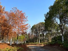 -春花秋色城市公园