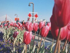 -丹东路渡口(轮渡站)