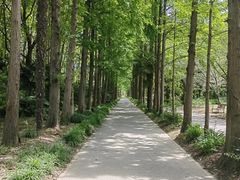 -上海滨江森林公园
