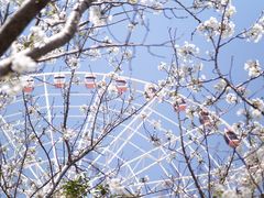 -顾村公园