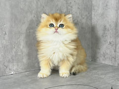 -小猫来了·猫舍(红山六九七九店)