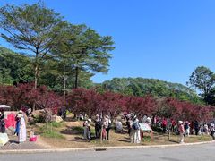 -广州市帽峰山景区