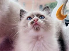 -关爱宠物医院·猫科中心·消化科(滨湖万达分院)