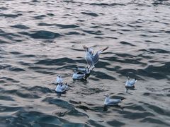 -大理洱海