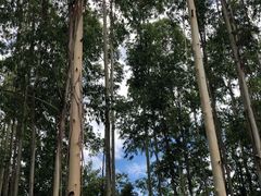 -桉树林A coffee 森林餐厅(三圣乡店)