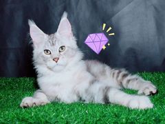 -70cat德文卷毛猫·缅因猫纯种猫舍