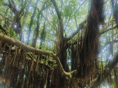 -胡里山炮台