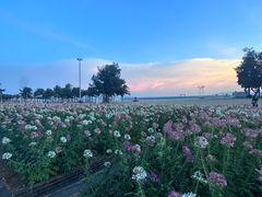 -玫瑰海岸文化旅游度假区