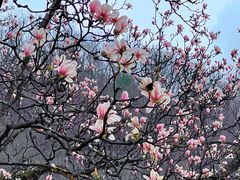 -黑河国家森林公园