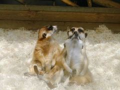 -大连森林动物园