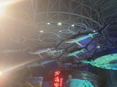 -烟台海昌鲸鲨海洋公园