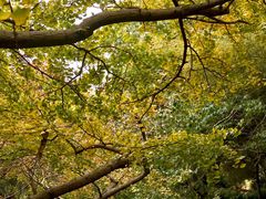 -太湖饭店玉兰厅(自助餐厅)